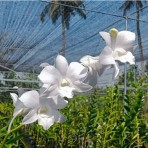 Dendrobium D P White